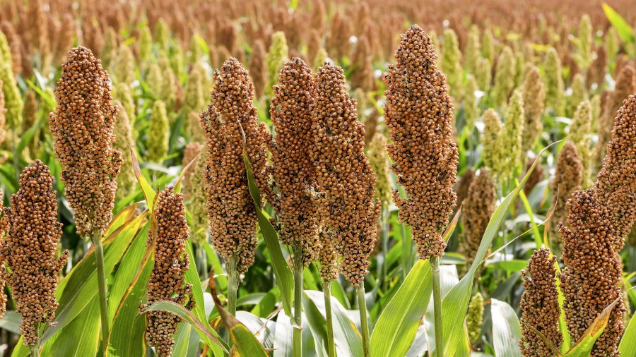 Sorghum-Rispen