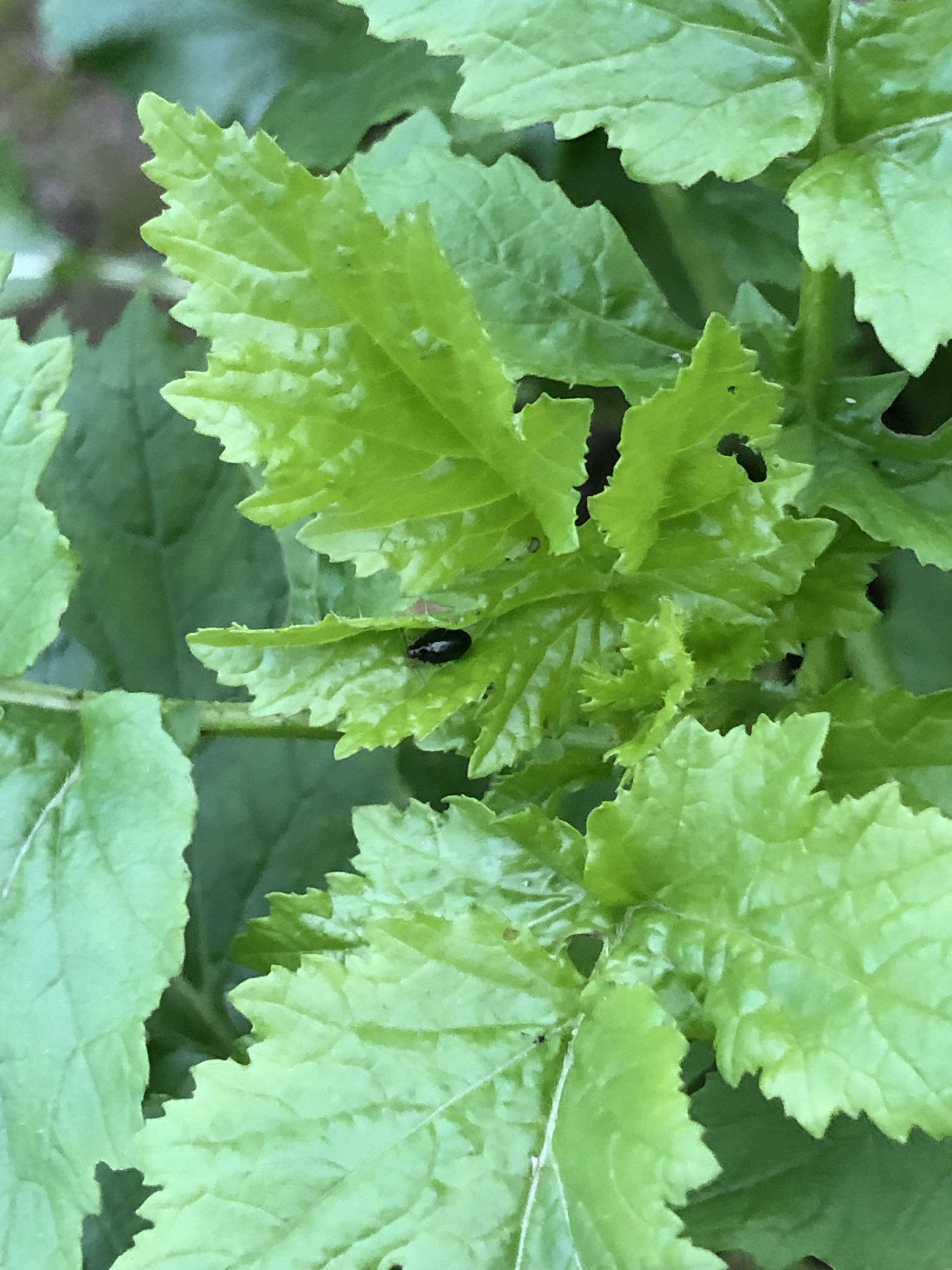 Blatt mit einzelnem Rapserdfloh.