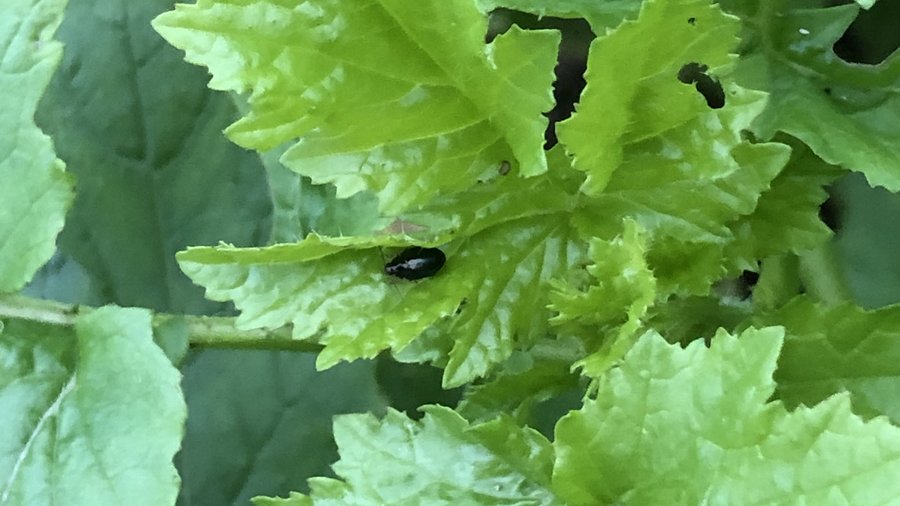 Blatt mit einzelnem Rapserdfloh.