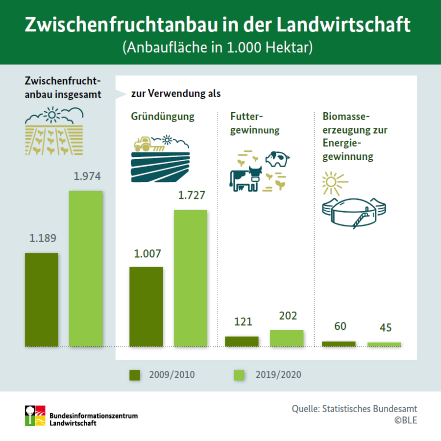 Infografik zum Anbau von Zwischenfrüchten