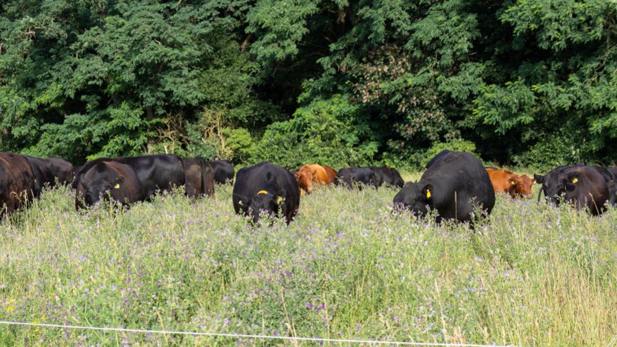 Eine Herde Kühe steht in hohem Gras und frisst.