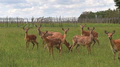 Mehrere Stück Sikawild, männlich und weiblich auf einer saftigen Weide