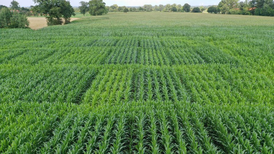 Maisfeld mit unterschiedlichen Versuchsparzellen und Wachstumsunterschieden. 