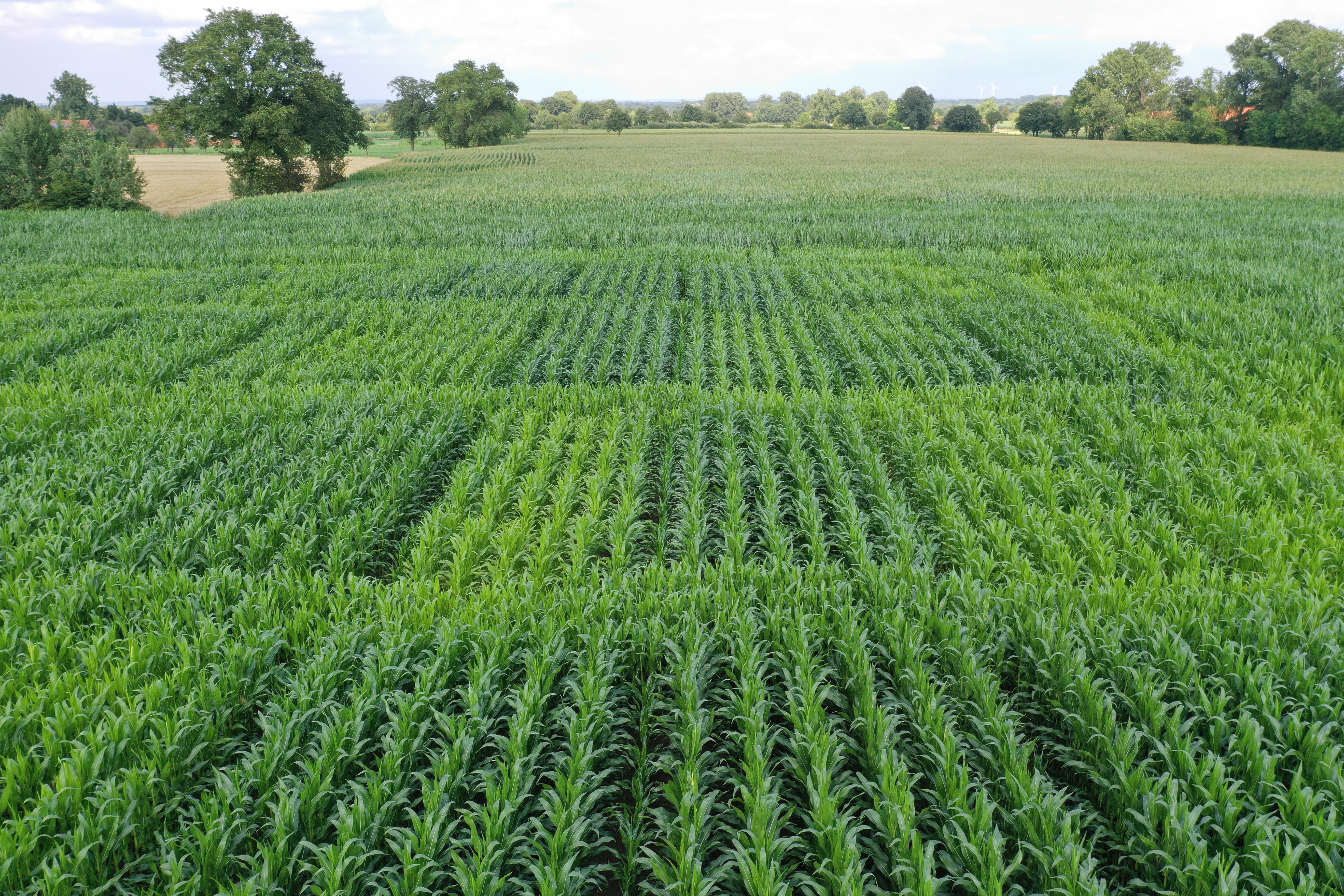 Maisfeld mit unterschiedlichen Versuchsparzellen und Wachstumsunterschieden. 