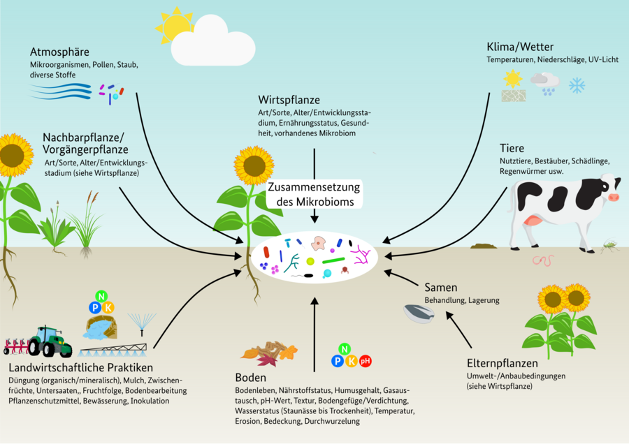 Grafische Darstellung der verschiedenen Beziehungen zwischen Mikroorganismen. Es sind die folgenden Einflussfaktoren abgebildet: Wirtspflanze (Art, Alter/Entwicklungsstadium, Gesundheit, vorhandene Mikroorganismen), Nachbar- und Vorgängerpflanze, Mikrobiom des Samens und der Elternpflanzen (Behandlung, Lagerung, Erzeugungsbedingungen), Tiere (Nutztiere, Bodentiere, Bestäuber, Schädlinge), Boden (Nährstoffstatus, Bodenart, Humusgehalt, pH-Wert, Temperatur, Bedeckung, Wasserversorgung, Bodenstruktur, Erosion), Klima und Wetter (UV-Strahlung, Temperatur, Niederschläge, Luftbewegung). Atmosphäre (Partikel, Pollen, Mikroorganismen) und landwirtschaftliche Praktiken (Düngung, Bodenbedeckung, Zwischenfrüchte, Untersaaten, Fruchtfolge, Pflanzenschutzmittel, Bodenbearbeitung, Bewässerung, Inokulation).