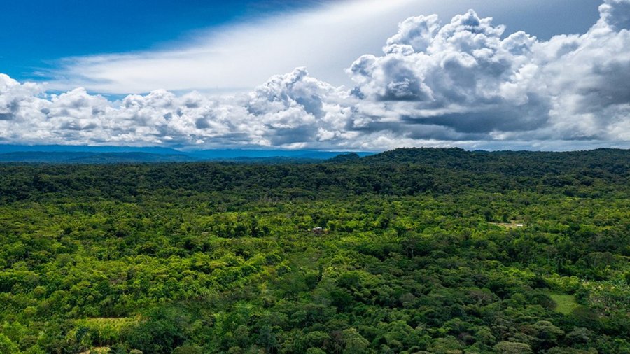 Das Bild zeigt von oben einen tropischen Wald. Solche Wälder erfüllen eine wichtige Funktion für den Klimaschutz, da sie sehr viel CO2 speichern.