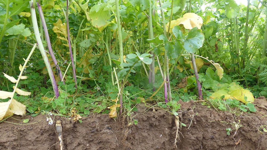 Wurzeln von Zwischenfrüchten im Boden