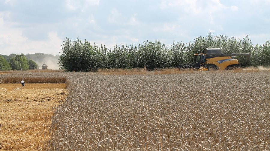 Reifes Getreidefeld wird von einem Mähdrescher geerntet, im Hintergrund ist ein Agroforstsystem aus Pappeln.
