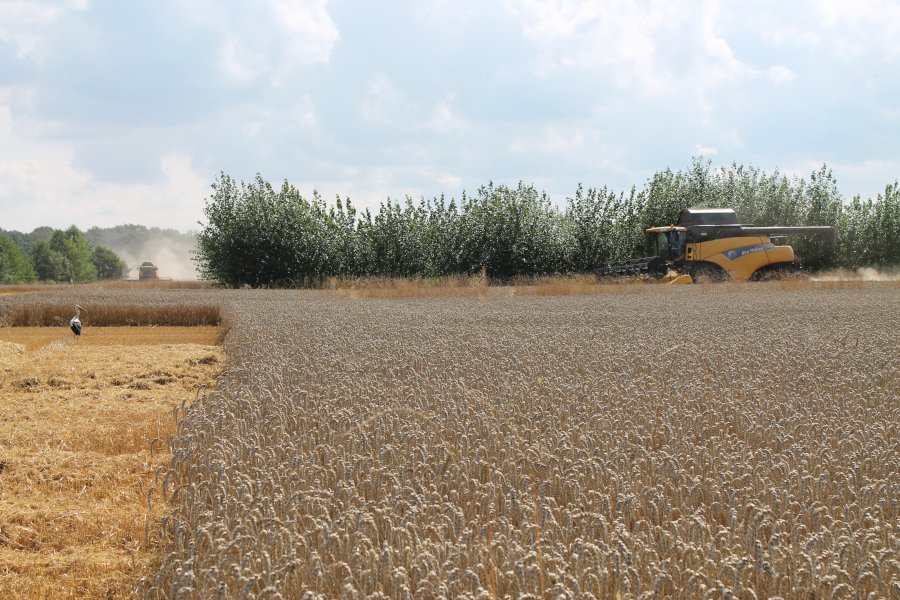 Reifes Getreidefeld wird von einem Mähdrescher geerntet, im Hintergrund ist ein Agroforstsystem aus Pappeln.