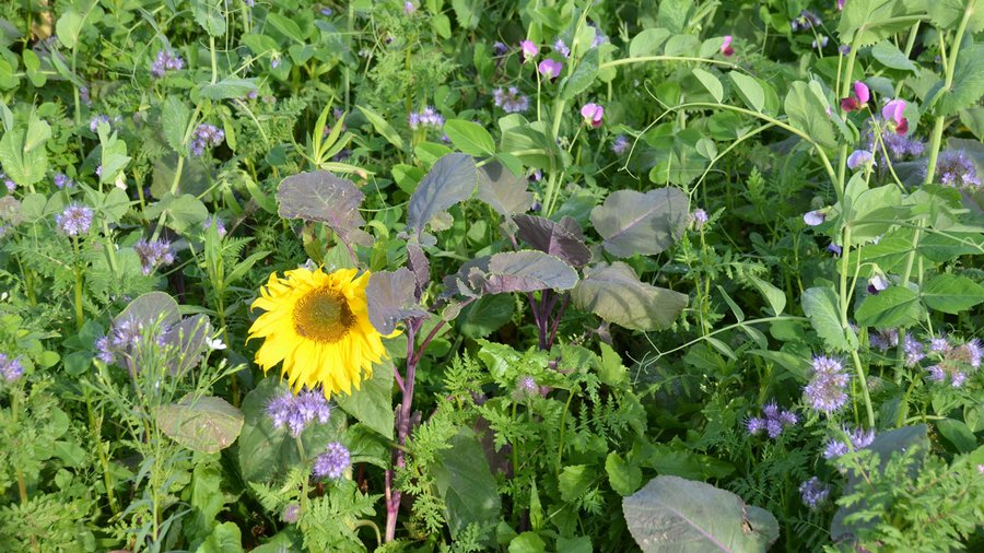 Catchy-Versuchsfeld mit artenreicher Zwischenfruchtmischung