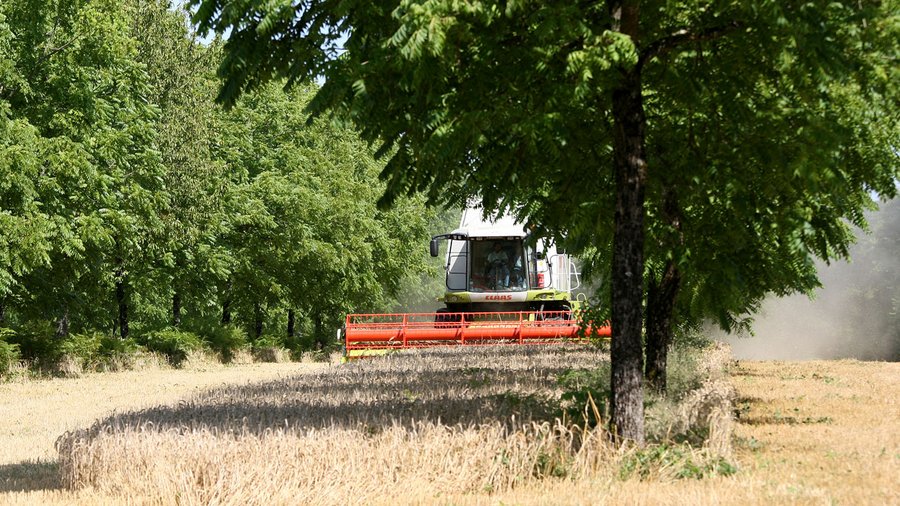 Bäume auf einem Weizenfeld