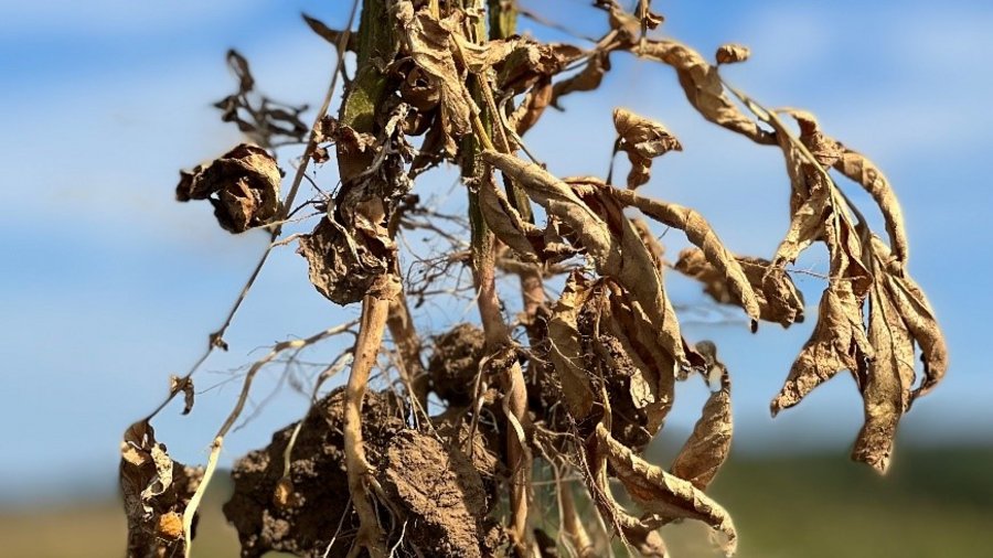 Es sind Kartoffeln zu sehen, die eine verminderte Erntequalität durch Befall mit dem Schaderreger aufweisen.