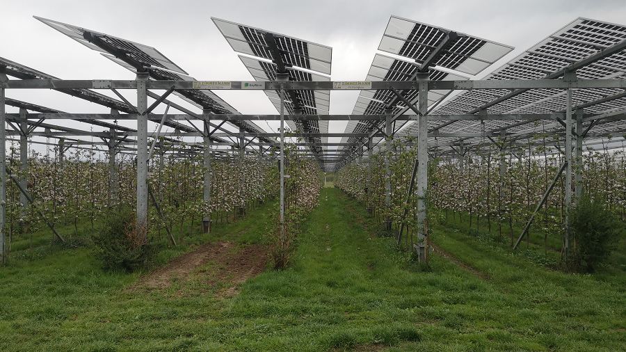 Zu sehen sind Apfelbäume in Blüte unter einer PV-Anlage