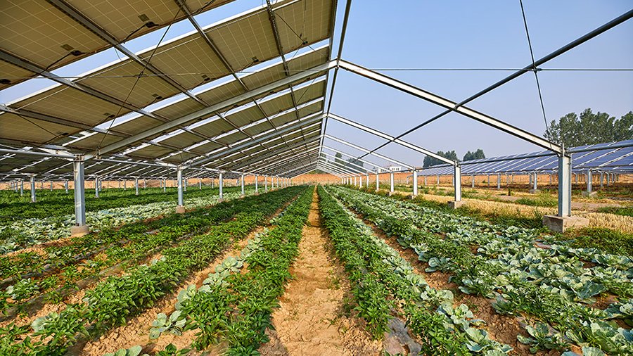 Agri-PV auf einem Feld.