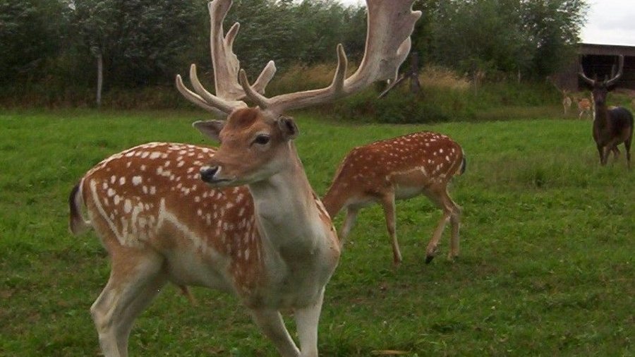 Damhirsch mit großem Geweih auf saftiger Weide