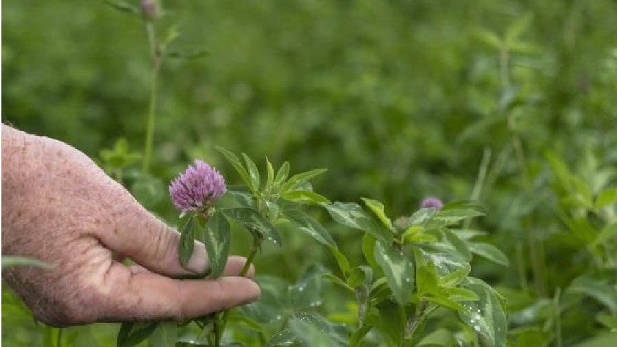 Hand hält die Blüte einer Legumionse auf einem Feld.