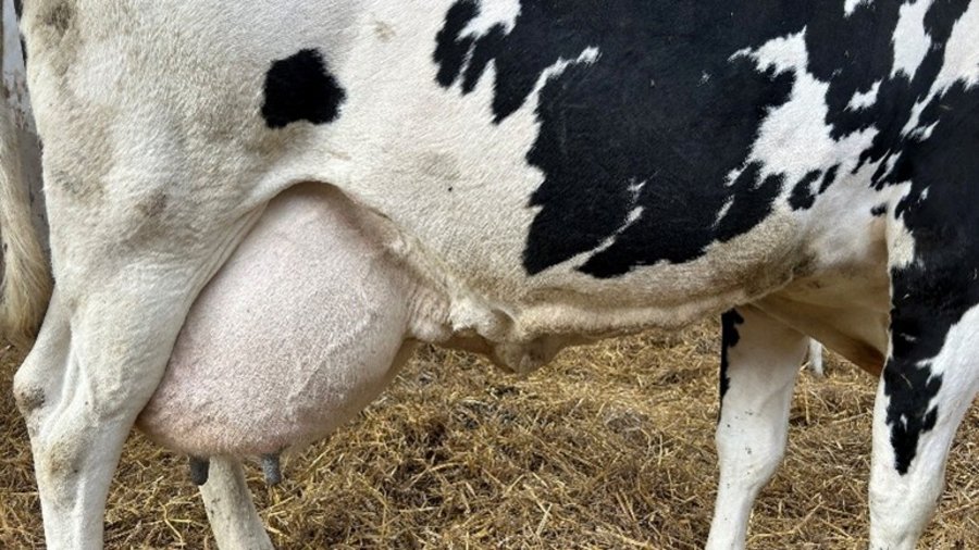 Milchkuh im Trockenstall.