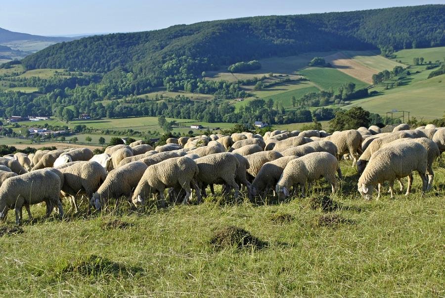 Schafe in Hügellandschaft