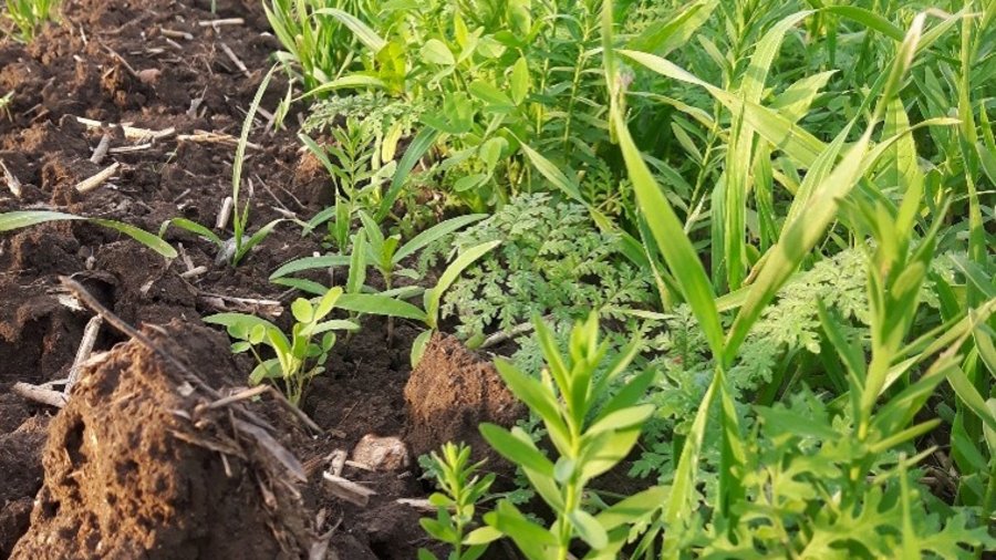 Feld mit Zwischenfrüchten.