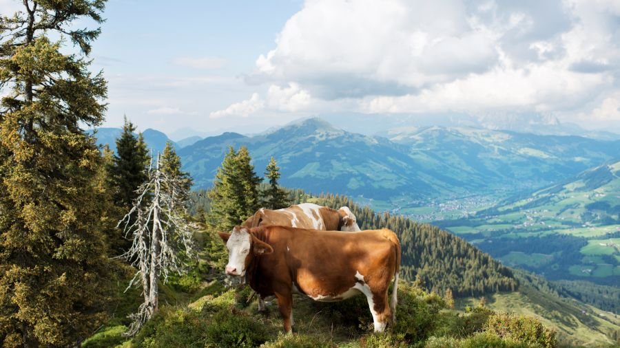 Zwei Kühe stehen auf einer Anhöhe in bergigem Gelände. Im Hintergrund sieht man ein Tal mit Häusern und eine weitere Bergkette.