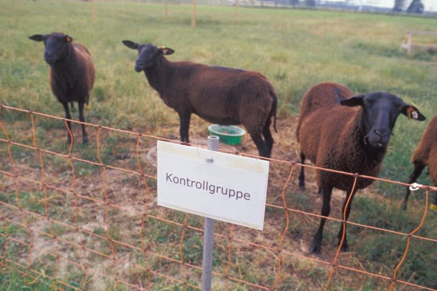 braune Schafe ginter Elektrozaunnetz an das ein Schild mit dem Wort Kontrollgruppe angebracht ist 