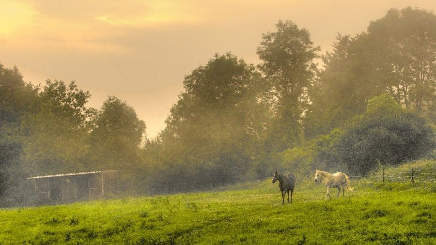 zwei Pferde stehen auf einer Koppel bei Sonnenaufgang