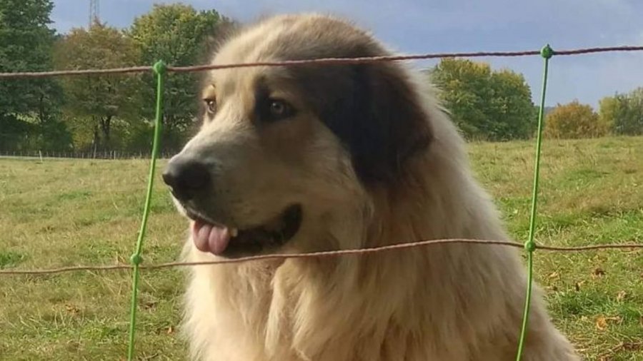 Herdenschutzhund als Nahaufnahme hinter Elektronetzzaun