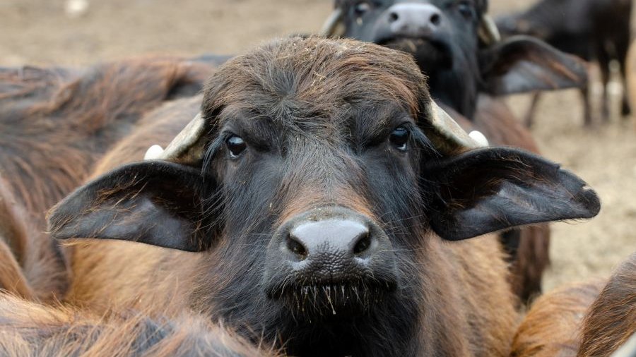 Italien: Nahaufnahme Büffelkälber auf einem Bauernhof