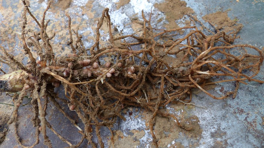 Wurzeln an Leguminosen mit Knöllchen