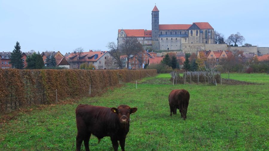 Zwei Rinder stehen auf einer Wiese, imHintergrund sind der Schlossberg und die Stiftskirche St. Servatii in Quedlinburg zu sehen.