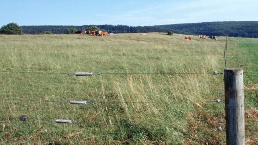 Weidezaun auf Rinderweide