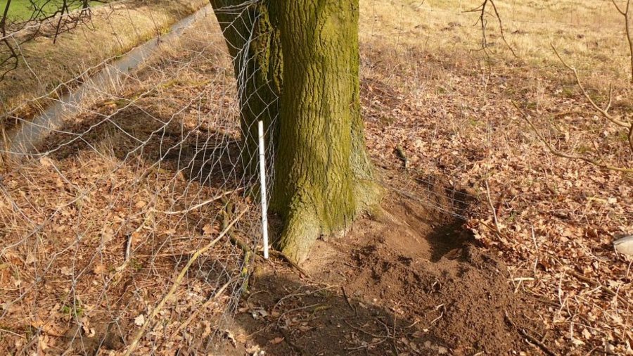 Grabestelle eines Wolfs unter einem Zaun hindurch und neben einem Baum.