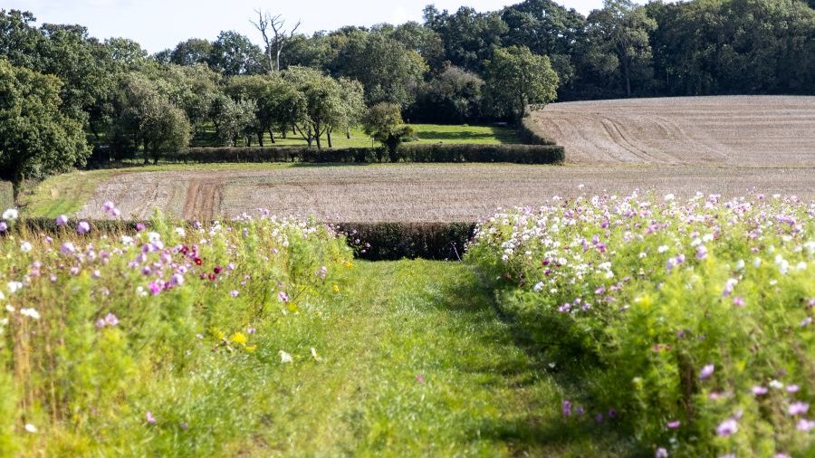 Artenreiche Blühflächen