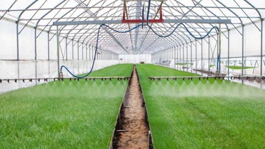 Pflanzenschutztechnik im Gewächshaus