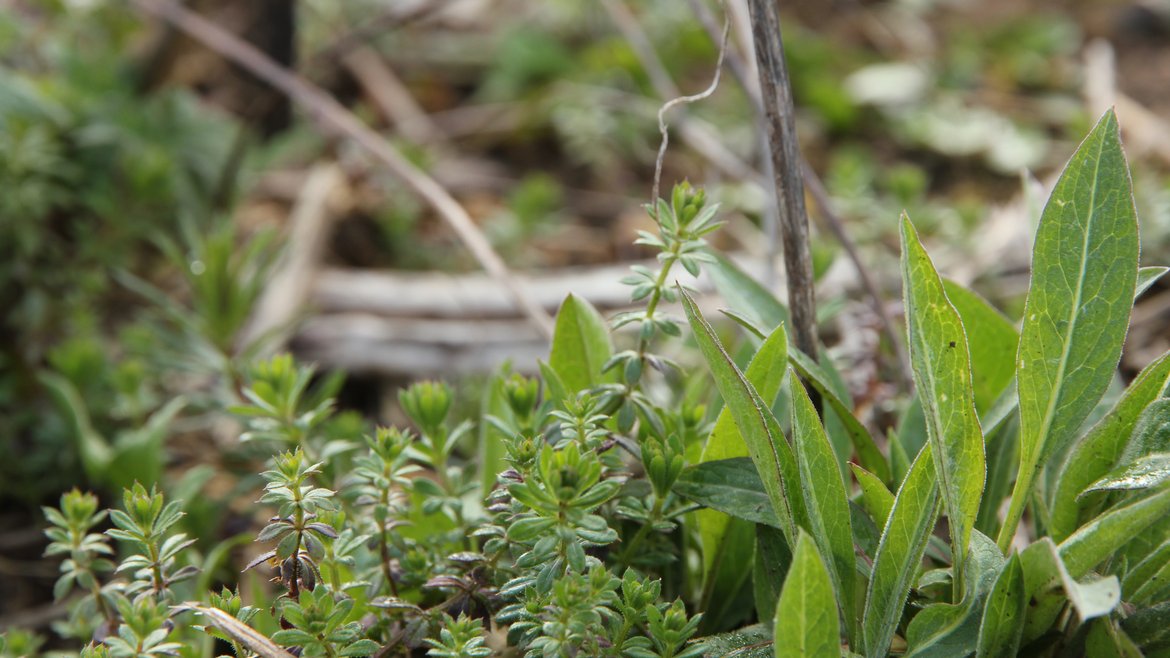 Ein mit unterschiedlichen Pflanzen und Mulch bedeckter Boden.