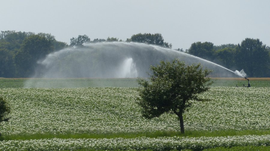 Ein blühendes Feld wird beregnet.