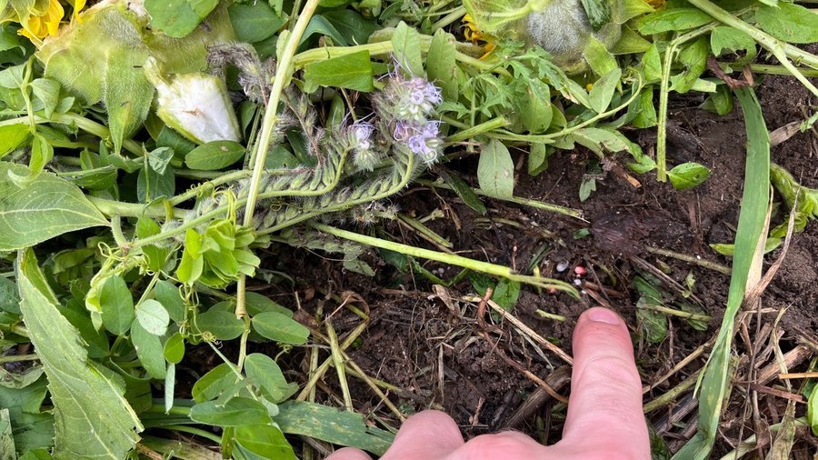 Ein vom frischen Mulch freigelegter Boden, in welchem das gebeizte Korn eines Winterweizens abgelegt wurde.