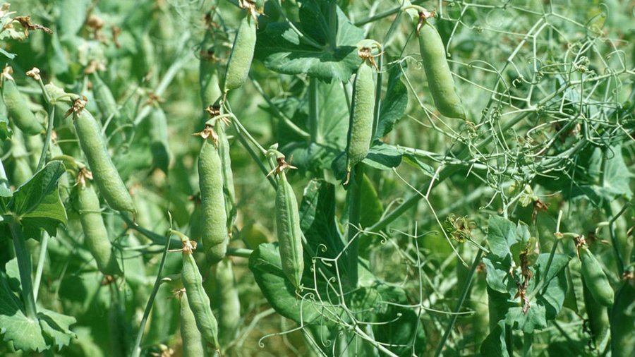 Stickstoffeffiziente Fruchtfolgen können dazu beitragen, den betrieblichen Stickstoffsaldo zu senken. Wichtige "Stellschrauben" bei der Fruchtfolgegestaltung sind:  •	Hoher Anteil von Zwischenfrüchten und Sommerungen •	Intensität, Zeitpunkt und Technik der Bodenbearbeitung •	Düngungshöhe, -technik und Düngerform •	Bestandesführung inklusive Sortenwahl und Saatverfahren.  In der Praxis wird nach Körnerleguminosen, Silomais oder Raps meistens Winterweizen angebaut. Allerdings ist der Weizen kaum in der Lage, höhere Reststickstoffmengen zu verwerten. Gerade nach Körnerleguminosen bietet sich der Anbau von Raps an, da Winterraps im Herbst noch hohe Stickstoffmengen aufnehmen und binden kann. Im süddeutschen Raum und im Rheinland kann die Zeit nach der frühen Energiemaisernte oder Früh-/Pflanzkartoffeln für Zwischenfrüchte genutzt werden. Sofern im Rahmen von Maisfruchtfolgen Stickstoff-Bilanzüberschüsse erzielt werden, ist zu überprüfen, ob eine Entlastung durch Abfuhr von Zwischenfrüchten (Gräser) oder der Anbau einer Ganzpflanzensilage (z. B. Grünroggen, Triticale) vor dem Mais erfolgen kann. 