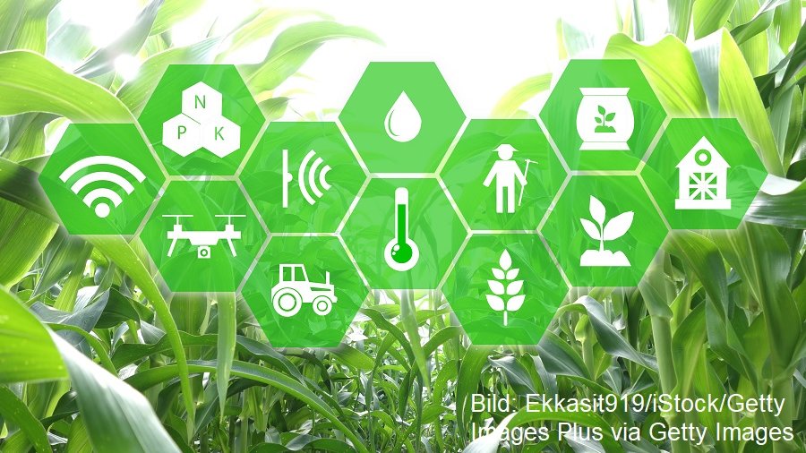 Maisfeld mit Symbolen für smarte Landwirtschaft