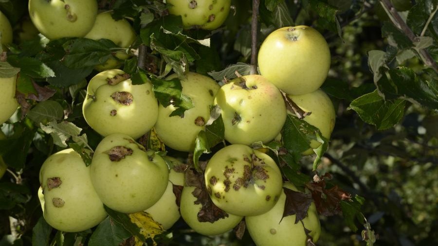Hagelschäden an Äpfeln nach Hagelschlag im frühen Apfelstadium. Die Aufschlagschäden sind beim reifen Apfel noch deutlich zu sehen und vermindern die Qualität erheblich. Bild: Landpixel