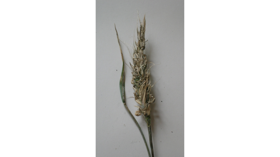 Zwergsteinbrand an Winterweizen