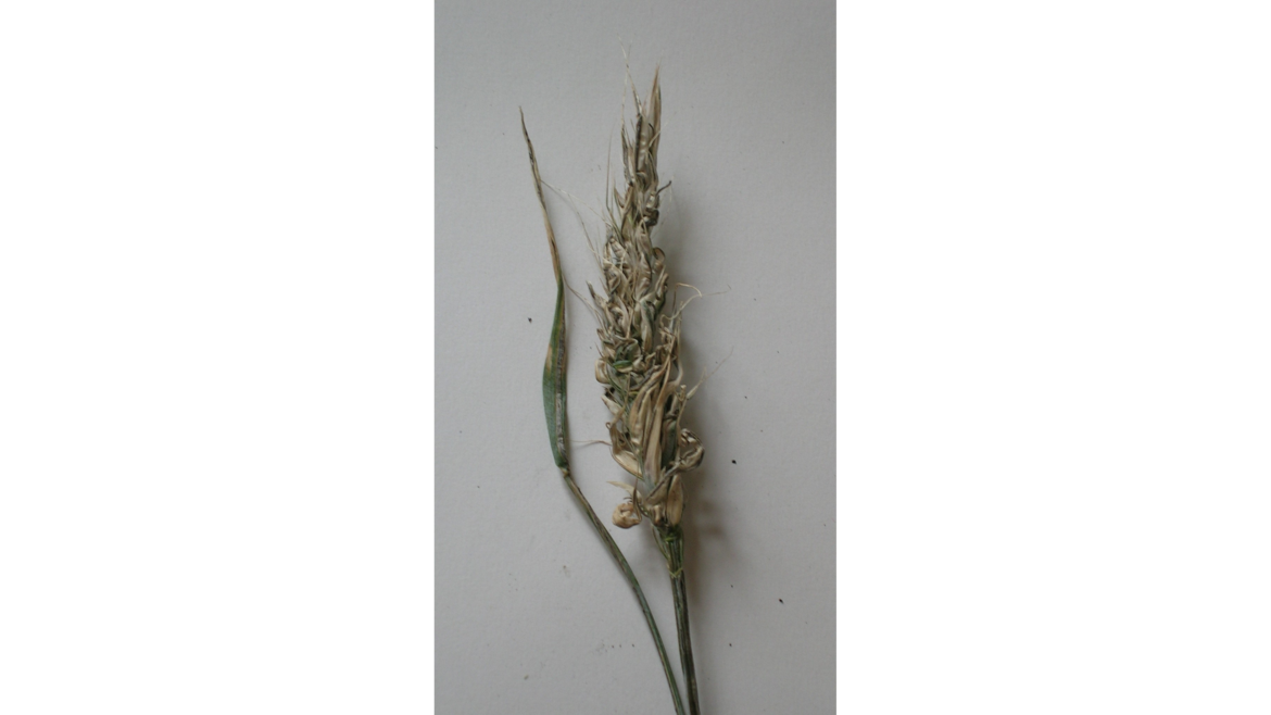 Zwergsteinbrand an Winterweizen