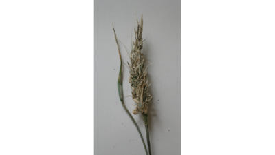 Zwergsteinbrand an Winterweizen