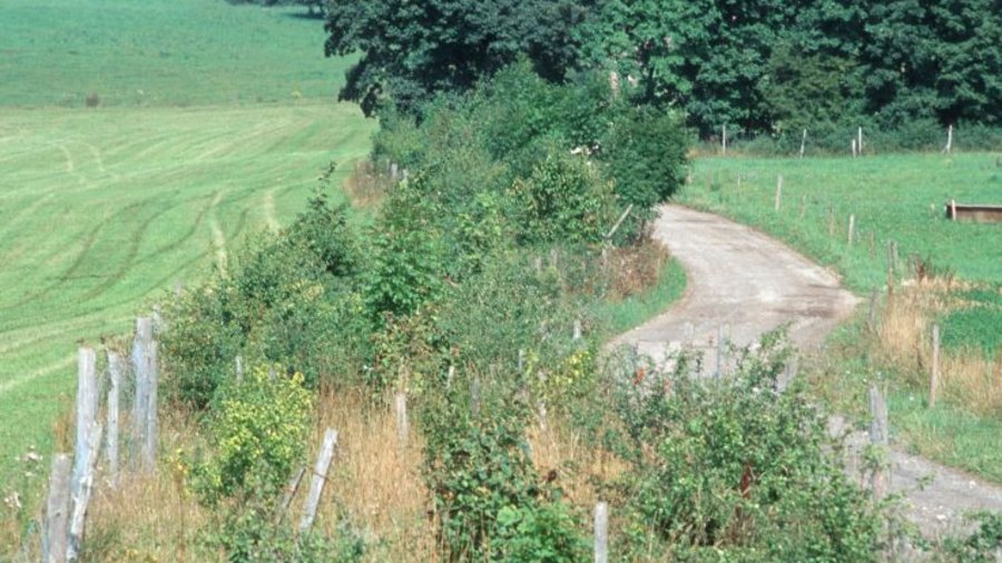 Hecke neben einem Weg