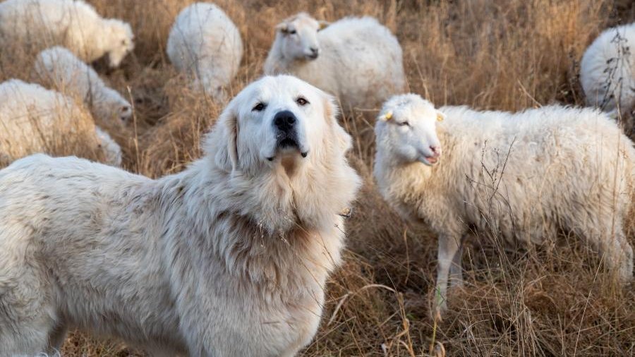 weißer Herdenschutzhund in Schafherde