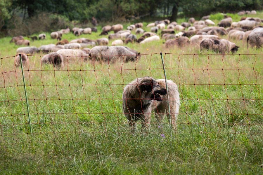 Herdenschutzhund hinter Zaun