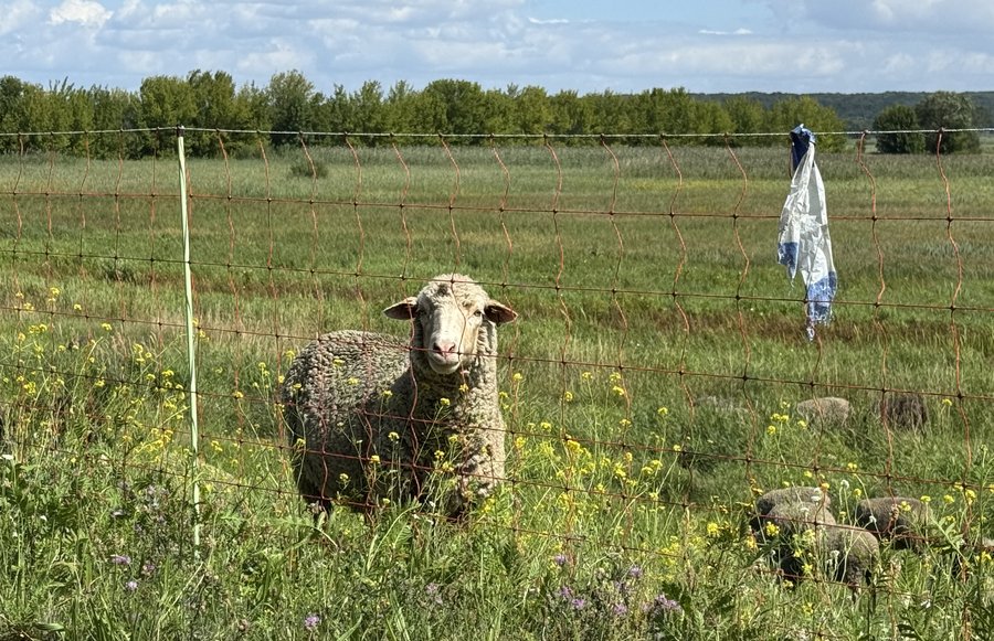 Schaf hinter Herdenschutzzaun