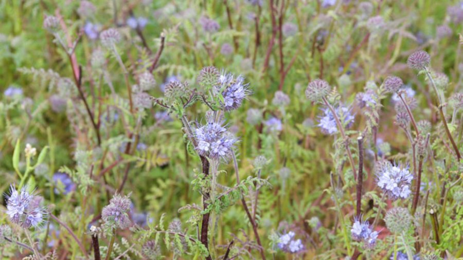 Phacelia-Blüten