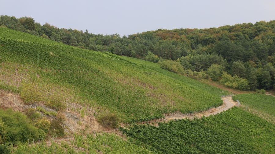 Weinberg in Hanglage mit querlaufendem Weg.