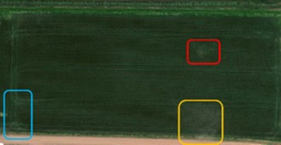 RGB-Bild des Weizenfeldes